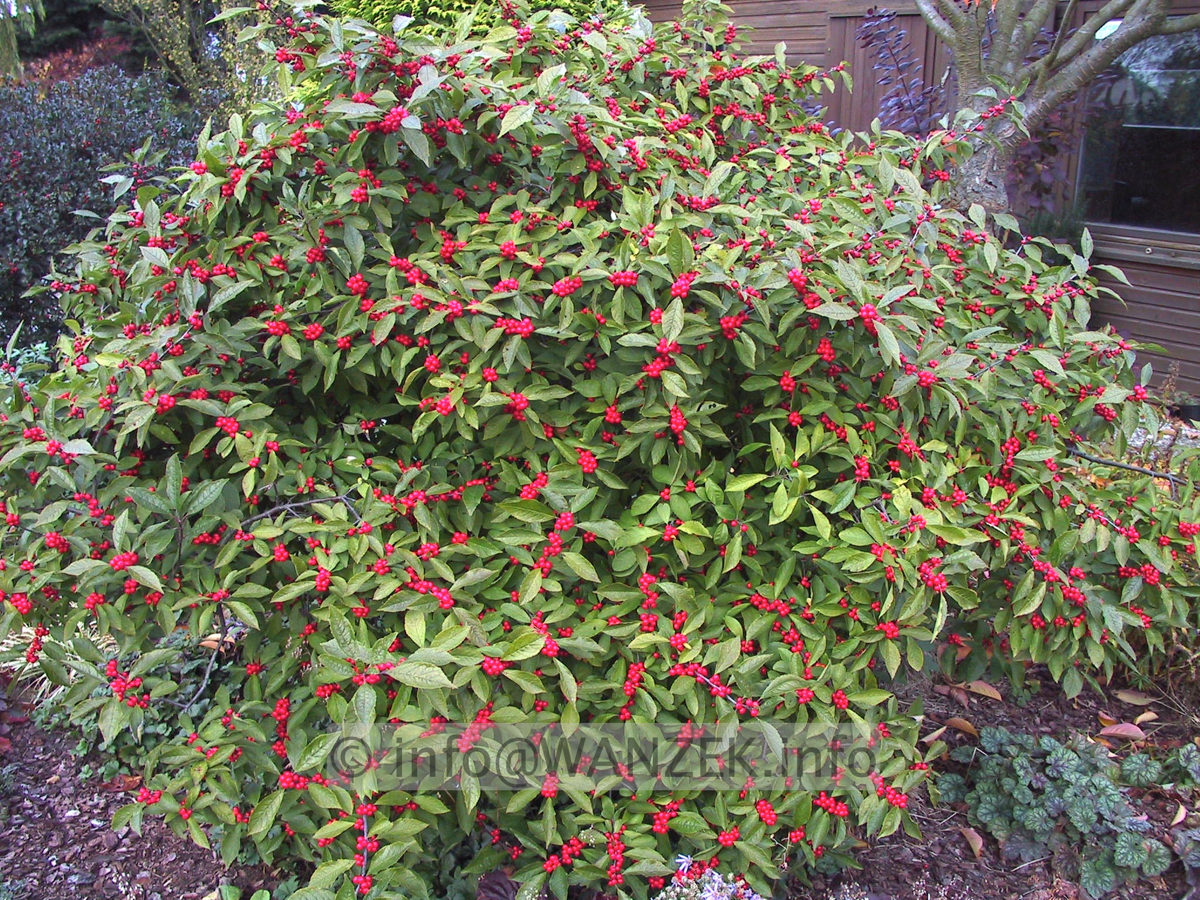 Ilex verticillata (female) Weiblich 04.JPG